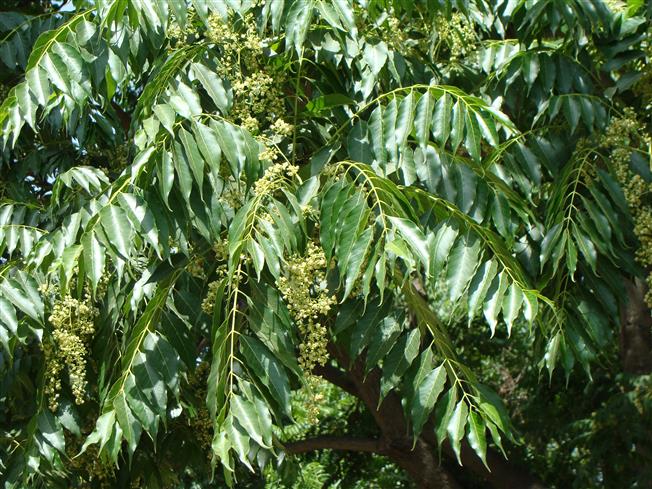 Toona ciliata